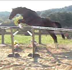 Biggs free jump