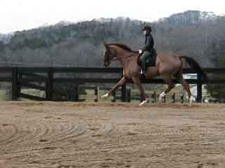 Biggs extended trot