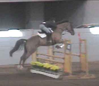 Biggs jumping at show